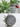 GUANQU Aveline Compact Decorative Table Plant Lamp from GUANQU
