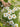 TEXDREAM 3D French Wonderland Garden from maija