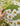 TEXDREAM 3D French Wonderland Garden from maija