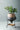 JOTO Caspian Unique Nordic Flower Pot Basin from JOTO