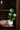 JOTO Serafina Artistic Hydroponic Mini Tea Decoration Vase from JOTO