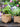 JUHAN Aisling Artistic Strawflower Pot Creative Jewelry for Gazebo from JUHAN