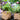 JUHAN Aisling Artistic Strawflower Pot Creative Jewelry for Gazebo from JUHAN