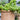 JUHAN Aisling Artistic Strawflower Pot Creative Jewelry for Gazebo from JUHAN