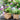 JUHAN Aisling Artistic Strawflower Pot Creative Jewelry for Gazebo from JUHAN