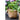 JUHAN Aisling Artistic Strawflower Pot Creative Jewelry for Gazebo from JUHAN