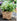 JUHAN Aisling Artistic Strawflower Pot Creative Jewelry for Gazebo from JUHAN