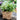 JUHAN Aisling Artistic Strawflower Pot Creative Jewelry for Gazebo from JUHAN