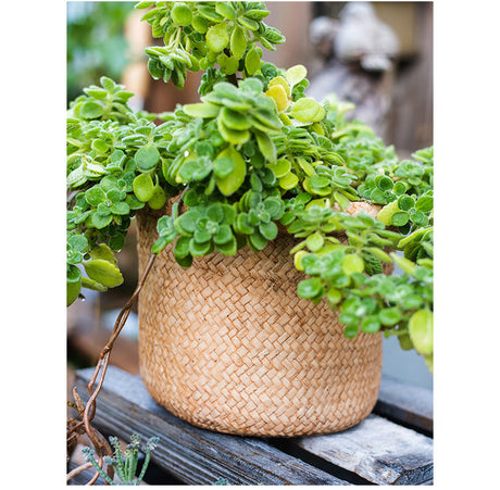 JUHAN Aisling Artistic Strawflower Pot Creative Jewelry for Gazebo from JUHAN