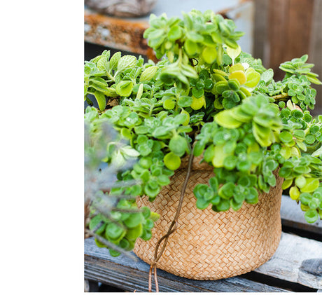 JUHAN Aisling Artistic Strawflower Pot Creative Jewelry for Gazebo from JUHAN
