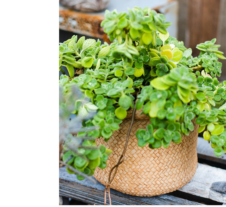 JUHAN Aisling Artistic Strawflower Pot Creative Jewelry for Gazebo from JUHAN