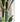 JUHAN Akihiko Lifelike Tropical Bonsai Cactus Decor from JUHAN