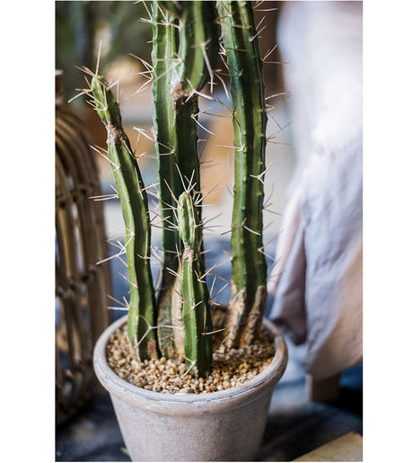 JUHAN Akihiko Lifelike Tropical Bonsai Cactus Decor from JUHAN