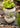 JUHAN Amara Artistic Eco-Friendly Planting Ware from JUHAN