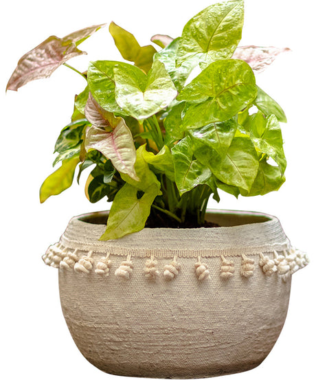 JUHAN Amara Artistic Eco-Friendly Planting Ware from JUHAN