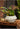 JUHAN Amara Artistic Eco-Friendly Planting Ware from JUHAN