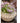 JUHAN Amara Artistic Eco-Friendly Planting Ware from JUHAN