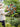 JUHAN Amaterasu Whimsical Rotating Windmill Garden Décor from JUHAN
