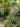 JUHAN Amaterasu Whimsical Rotating Windmill Garden Décor from JUHAN