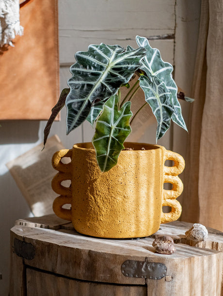 JUHAN Araceli Elegant Cement Flowerpot Decor from JUHAN