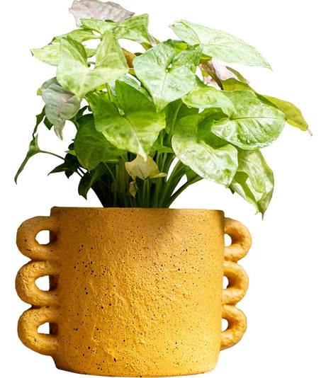 JUHAN Araceli Elegant Cement Flowerpot Decor from JUHAN