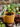JUHAN Araceli Elegant Cement Flowerpot Decor from JUHAN