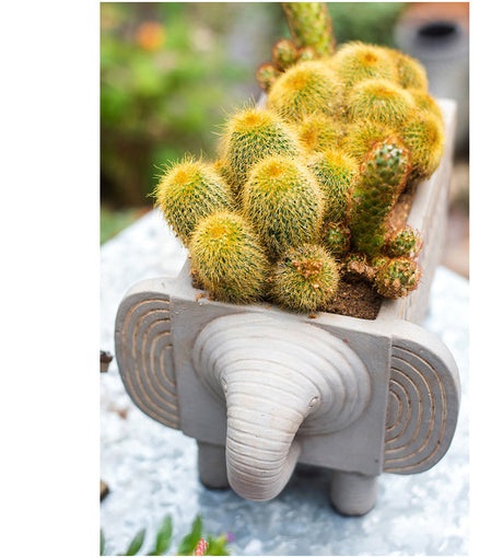 JUHAN Callidora Vibrant Ethnic Flowerpot from JUHAN