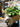 JUHAN Callidora Vibrant Ethnic Flowerpot from JUHAN