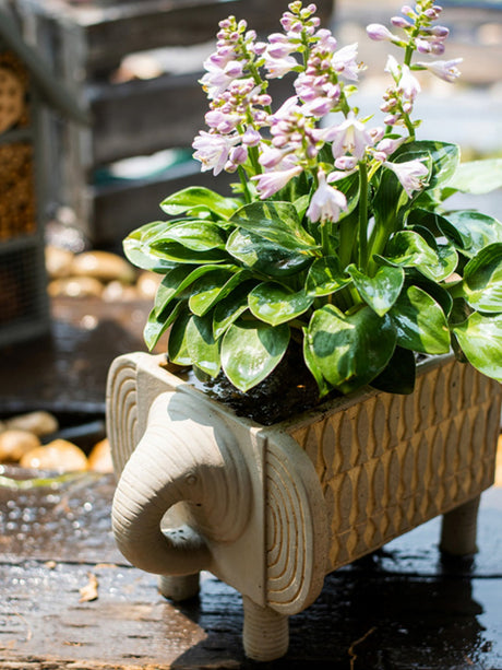 JUHAN Callidora Vibrant Ethnic Flowerpot from JUHAN
