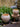 JUHAN Elowen Elegant Retro Flowerpot Creative Plant Lamp from JUHAN