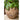 JUHAN Elowen Elegant Retro Flowerpot Creative Plant Lamp from JUHAN