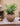 JUHAN Elowen Elegant Retro Flowerpot Creative Plant Lamp from JUHAN