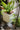 JUHAN Elowen Modern Extra Large Flower Pot Jewelry from JUHAN