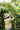 JUHAN Elowen Versatile Climbing Tube Decor Fixture from JUHAN