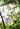 JUHAN Elowen Versatile Climbing Tube Decor Fixture from JUHAN