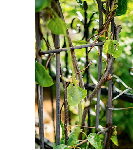 JUHAN Elowen Versatile Climbing Tube Decor Fixture from JUHAN