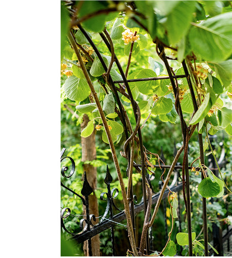 JUHAN Elowen Versatile Climbing Tube Decor Fixture from JUHAN