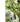 JUHAN Elowen Versatile Climbing Tube Decor Fixture from JUHAN