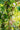 JUHAN Elowen Versatile Climbing Tube Decor Fixture from JUHAN