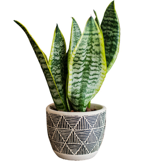 JUHAN Isolde Chic Geometric Cement Flowerpot from JUHAN