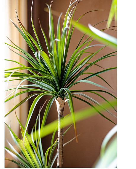 JUHAN Isolde Elegant Indoor Floor Plant Lamp from JUHAN
