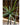 JUHAN Isolde Elegant Indoor Floor Plant Lamp from JUHAN