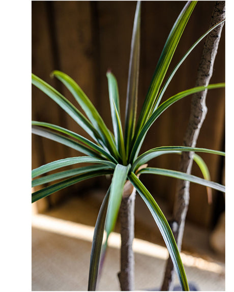 JUHAN Isolde Elegant Indoor Floor Plant Lamp from JUHAN