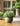 JUHAN Isolde Lush Greenery Decorative Potted Plant from JUHAN