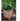 JUHAN Isolde Retro Big Breathable Flowerpot Boho Style from JUHAN
