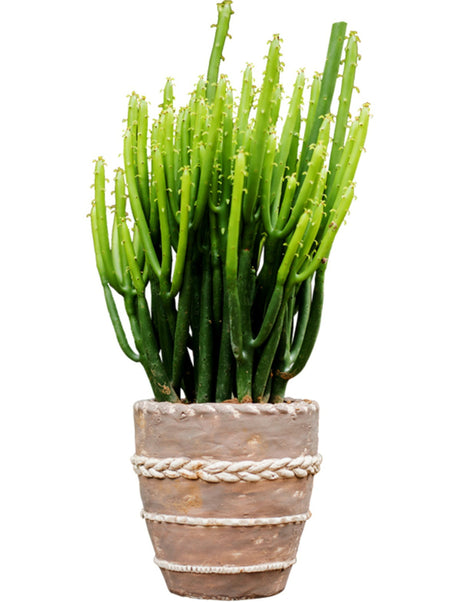 JUHAN Isolde Vintage Clay Handcrafted Flowerpot from JUHAN