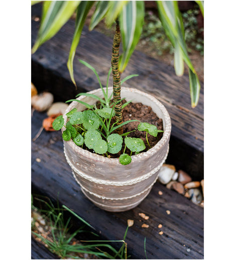 JUHAN Isolde Vintage Clay Handcrafted Flowerpot from JUHAN