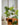JUHAN Kaori Stylish LED Plant Lamp Indoor Décor from JUHAN