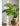 JUHAN Kaori Stylish LED Plant Lamp Indoor Décor from JUHAN