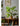 JUHAN Kaori Stylish LED Plant Lamp Indoor Décor from JUHAN